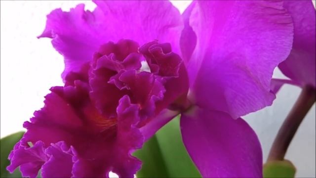 Орхидея гниет, что делать? Бактериоз. Мокрая бактериальная гниль. Как лечить? Гниль орхидеи