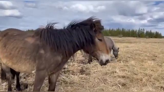 Самаан сайын салаллан кэлбитинэн! смотреть онлайн