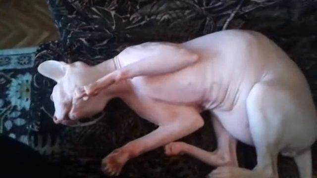 Кот сфинкс Мансур Нижний Тагил смотреть онлайн