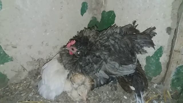 НОВЫЕ ЦЫПЛЯТА БЕНТАМОК // КУРОЧКИ ДЛЯ ДУШИ)) смотреть онлайн