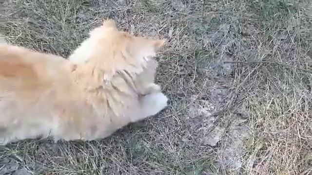 Ящерица отбросила хвост