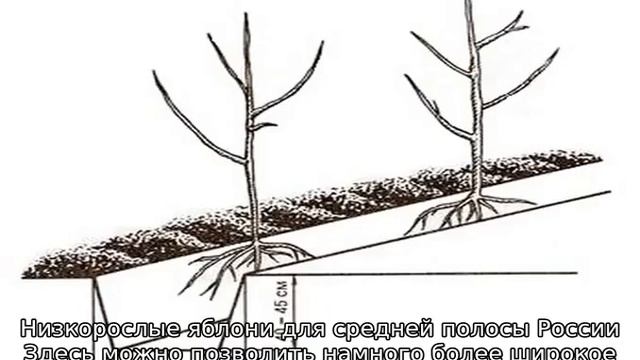Карликовые яблони смотреть онлайн