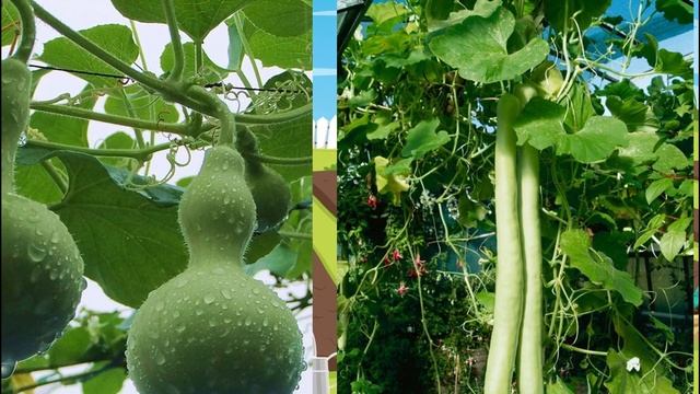 Огород 2022: Планируем Экзотические грядки смотреть онлайн