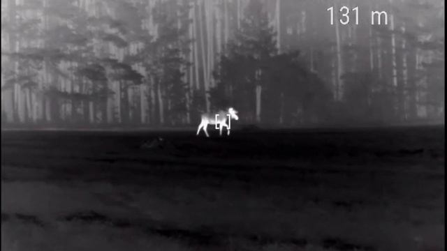 Лось в раздумье смотреть онлайн