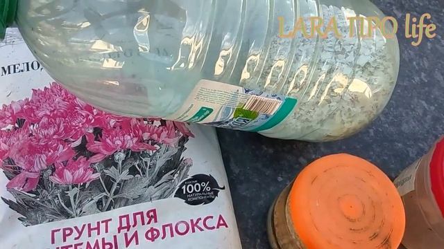 ФЛОКСЫ-СИРЕНЬ.КОЛЛЕКЦИОННЫЕ. ПОСАДКА. НОВЫЙ ЦВЕТНИК смотреть онлайн