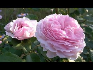 Английская Роза Джеймс Галвей (rose James Galwey) выращивание на своих корнях, делюсь опытом