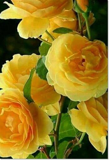 РОЗЫ КОРДЕСА. ЛЕЧИМ ПЯТНИСТОСТЬ. смотреть онлайн