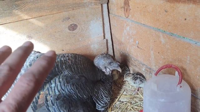Pideciler Videoya!-/Gurk Tavuklar-Hindi-Lufi-Hırço-Ördekler-Tavuklar-Kuzular!/#Tavuk#Horoz#Gurk смотреть онлайн