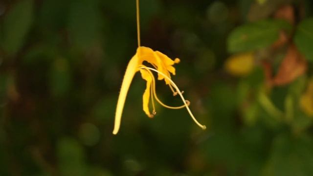 #Sony Test Camera Sony A58