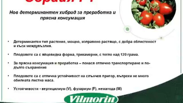 ЗАДУРЕЛЛА И СОРАЙЯ -- НОВИТЕ ХИБРИДИ ДОМАТИ НА ВИЛМОРИН смотреть онлайн