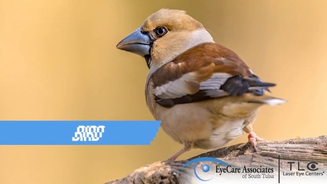 Eyedentify Bird смотреть онлайн