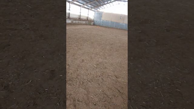 Тест А начало выездки смотреть онлайн