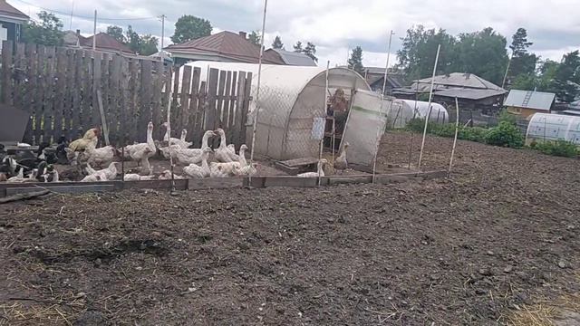 Огород, дети, работа всё как всегда (2) смотреть онлайн