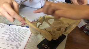 Истинная и наружная конъюгата