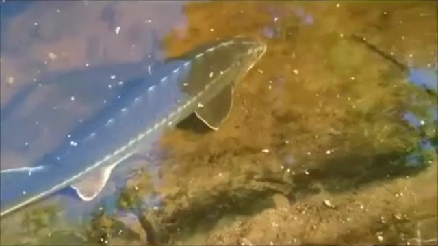 Русский осетр