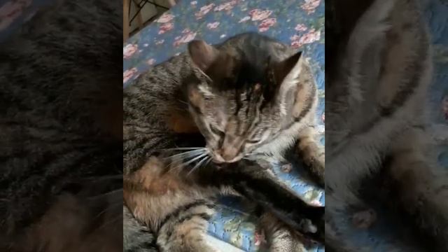 Фёкла. Лапы, это не руки! Thekla. Paws, these are not hands! смотреть онлайн