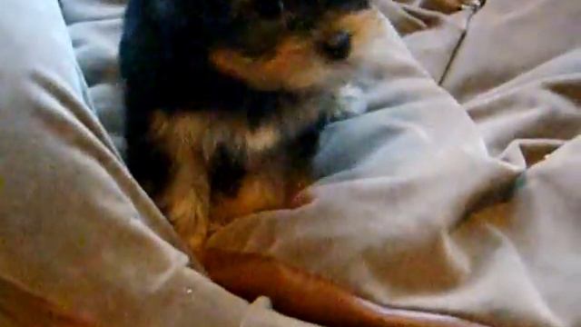 Немо помылся и плачет) смотреть онлайн