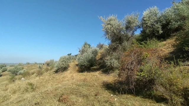 ♨️Желтобрюхий полоз — крупная, неядовитая змея. large, non-venomous snake смотреть онлайн