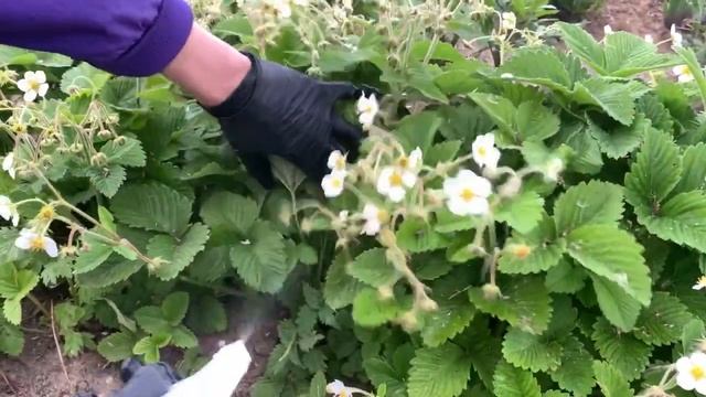 Появился ДОЛГОНОСИК КАК И ЧЕМ я БОРЮСЬ с ним ?!?!! смотреть онлайн