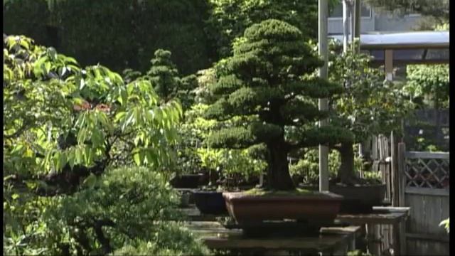 Bonsai Works of Divinity смотреть онлайн