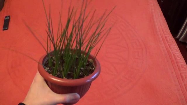 Цветок, сумасшедшая прическа смотреть онлайн