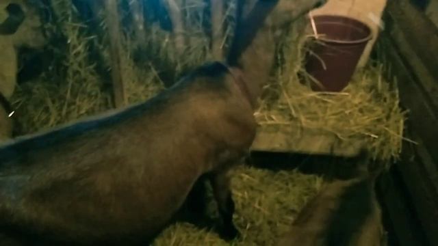 Козье молоко против Ковид 1/0 // Факты лечения молоком // Молоко продаю даже заморозку! смотреть онлайн