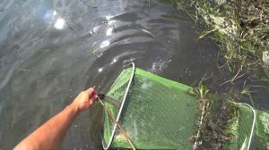 Поклёвки "ОТДАЙ БЕРЕГ" !Мой садок такого ещё не видел!Рыбалка на реке Проня в Рязанской области.