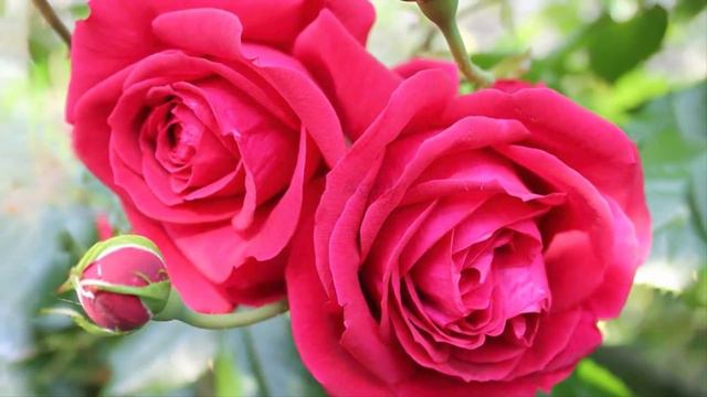 Музыка для души! Самая красивая мелодия на свете, можно слушать бесконечно Сергей Грищук... смотреть онлайн