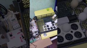 Инкубация куриных яиц 11 день.