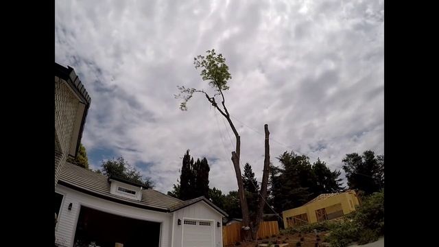 Когда большое дерево мешает дому смотреть онлайн