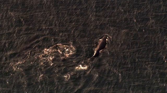 Горбатые киты. Из огня в лёд / Humpbacks. From Fire To Ice