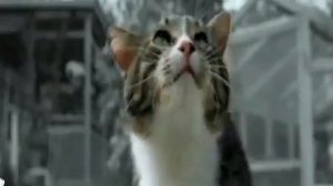 Новая реклама Kitekat Еда энергичных кошек 2015