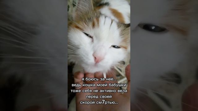 у кошки теперь сотрясение и растяжение задней лапки смотреть онлайн