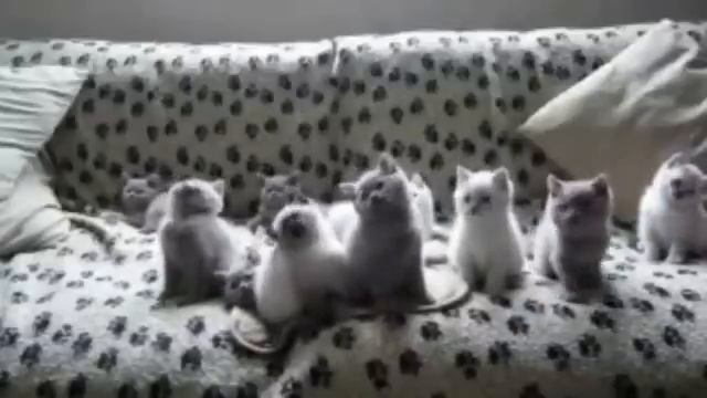 Заряд настроения на целый день ! Смешные котята танцуют. смотреть онлайн