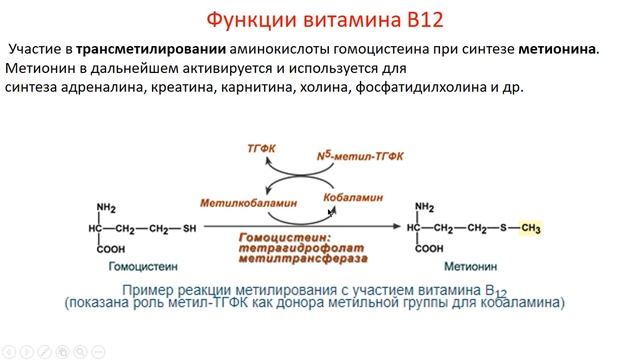 Биохимия. Лекция 13. Водорастворимые витамины. Витамин B12. смотреть онлайн