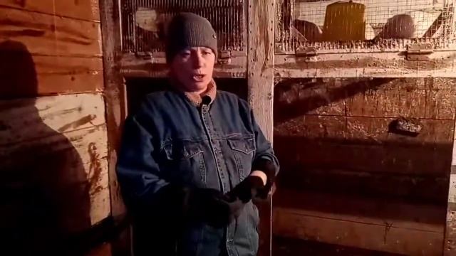 Чем выгодно кормить бройлеров.! Мой опыт. смотреть онлайн