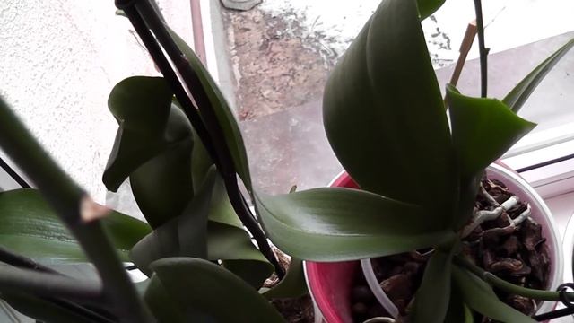 Зацвел Big Bang. Азиатские орхидеи.P. I Hsin The Big Bang . Dtps Black Lightning Flash смотреть онлайн