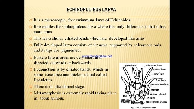 Larval forms of Echinoderms by Dr SAURABH SARKAR смотреть онлайн
