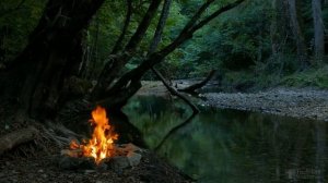 Что делать, если спатифиллум опустил листья после пересадки?