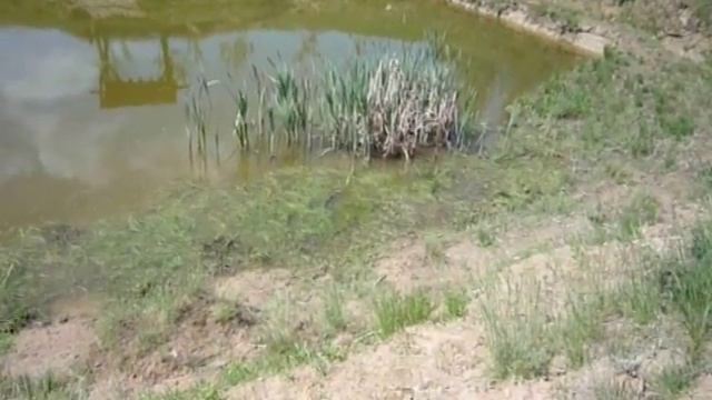 Домашний водоем. Нерест карпа смотреть онлайн