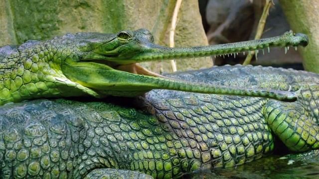 Гангский гавиал (лат. Gavialis Gangeticus)