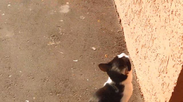 Обручевский котик. 02 08 23. 18:22. DSCN7623 смотреть онлайн