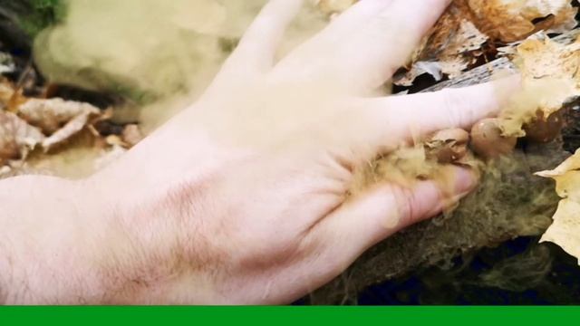 Грибы осень 2020 смотреть онлайн