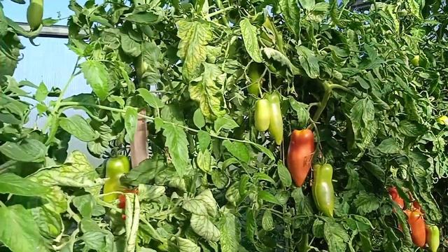 Нереальный урожай томатов, Корнабель, Пин хорн, Порпоро, Колеос.