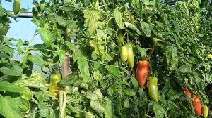 Нереальный урожай томатов, Корнабель, Пин хорн, Порпоро, Колеос.