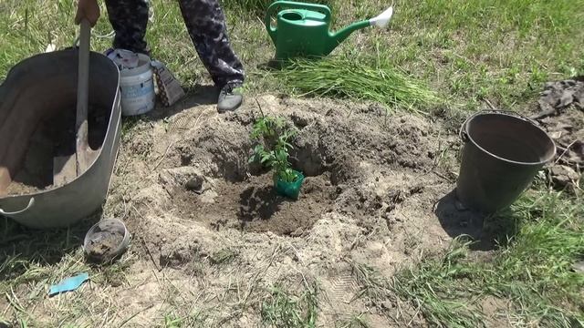 Посадка Жимолости летом смотреть онлайн