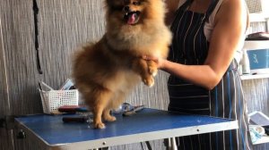 Первая стрижка Шпица