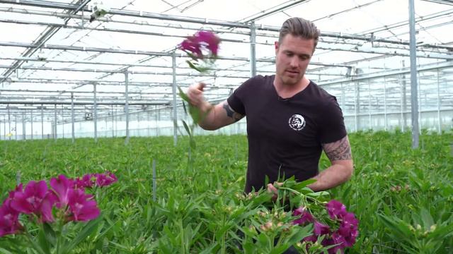 Meet & Greet Alstroemeria смотреть онлайн