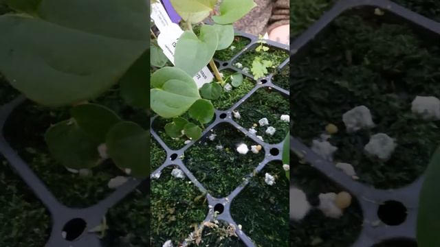 Anthurium Papillilaminum Cultivation And Conservation