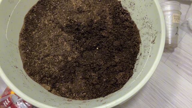 Укореняю бегонию. Перевалка калибрахоа смотреть онлайн